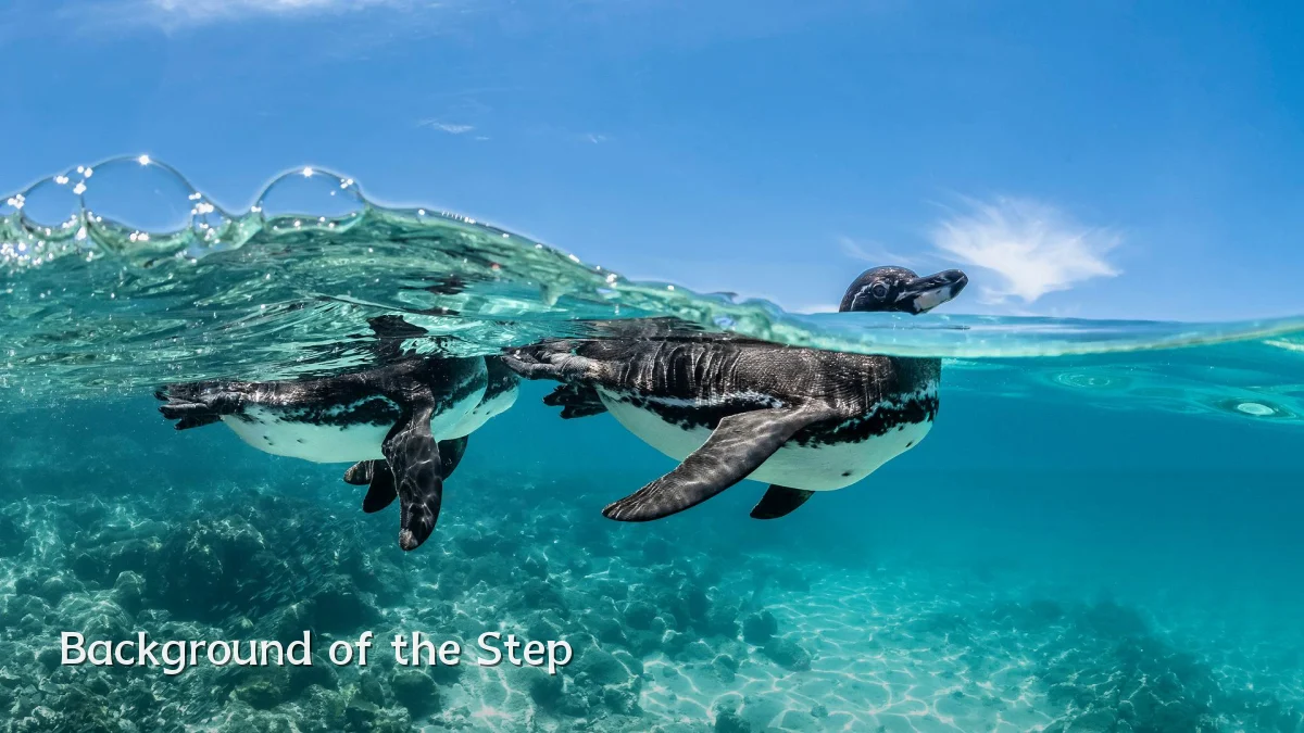 Background of the Step